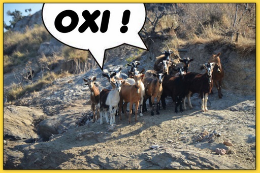 Cliquez pour agrandir l'image Cliquez pour agrandir l'image