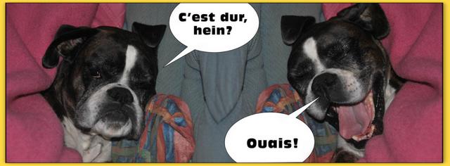Cliquez pour agrandir l'image Cliquez pour agrandir l'image